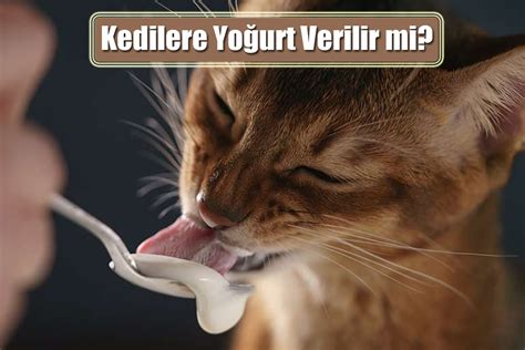 yoğurt kedilere zararlımı